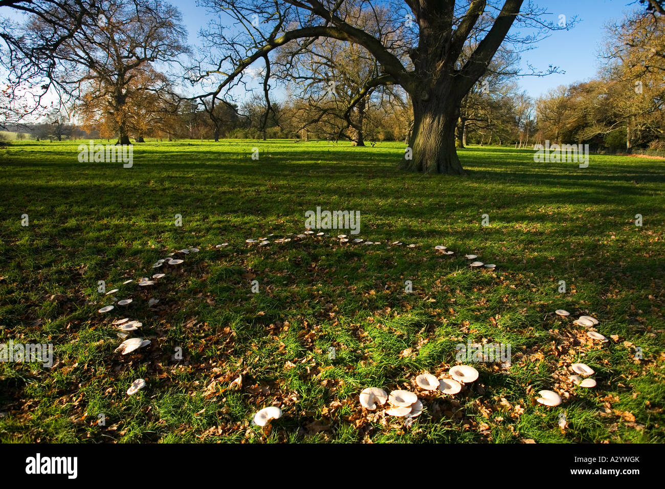 Fairy ring of fungi toadstools mushrooms in autumn meadow England UK