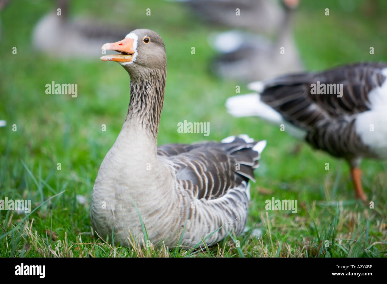 Greylag goose Anser anser Stock Photo