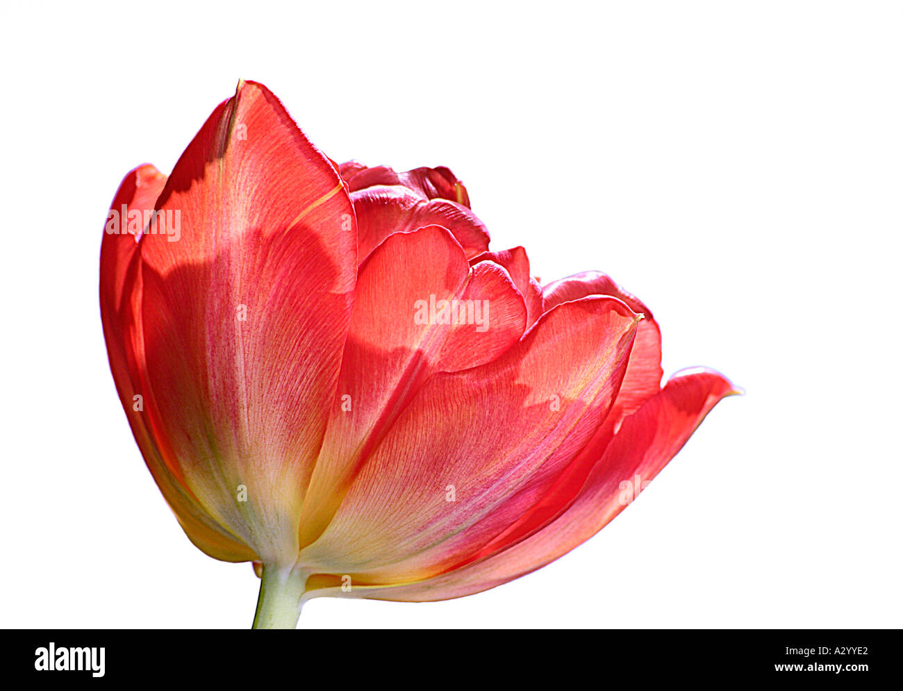 Red Parrot Tulip against a white background Stock Photo - Alamy