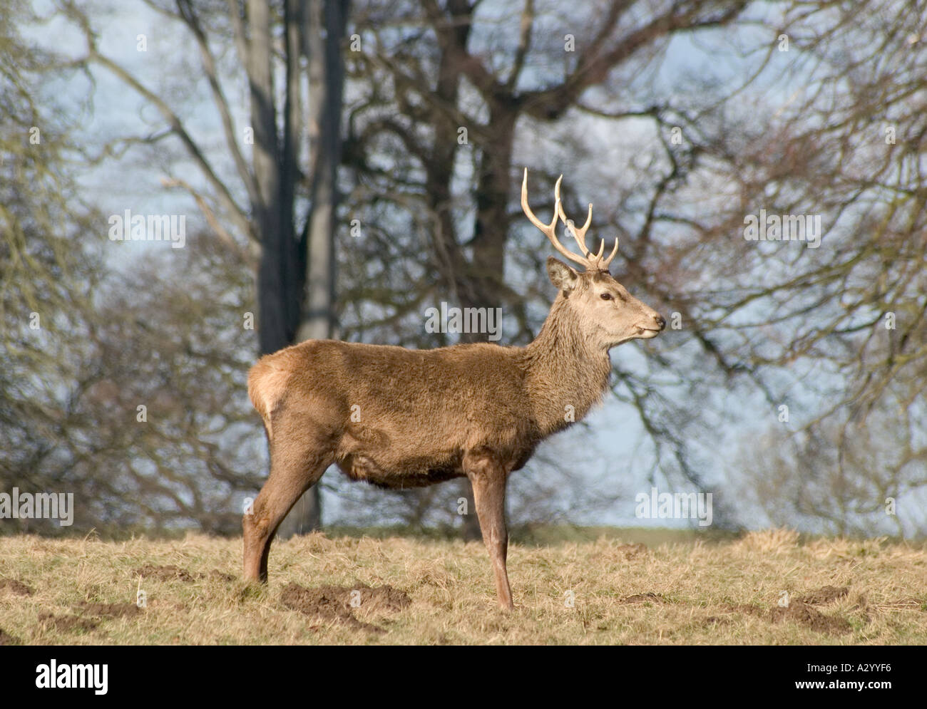 Red Deer at Studley Royal Park Fountains Abbey North Yorkshire Stock