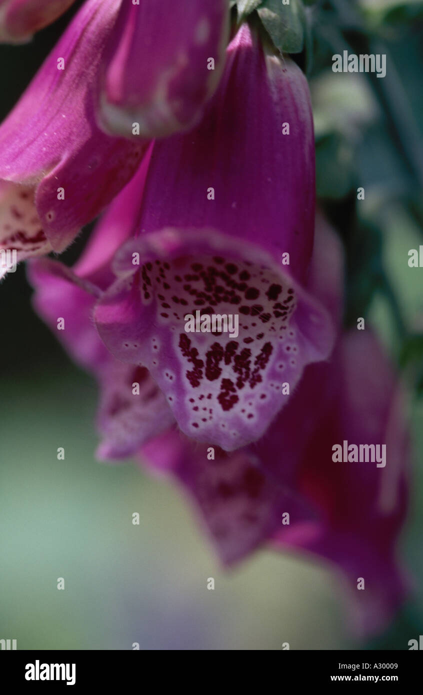Foxglove Close Up Stock Photo - Alamy