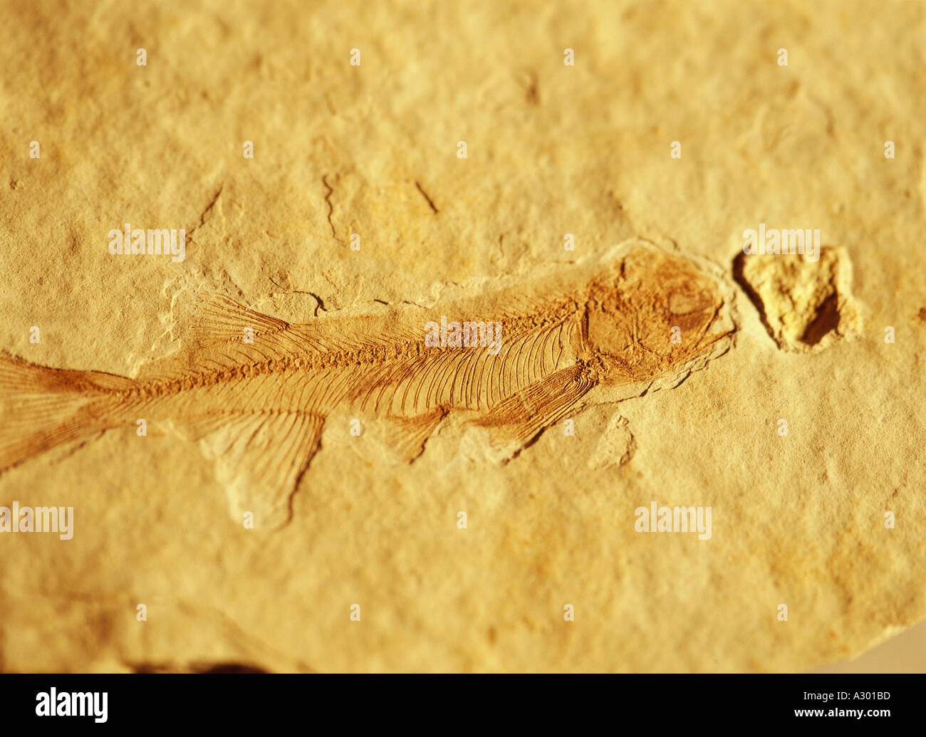 fish fossil Stock Photo