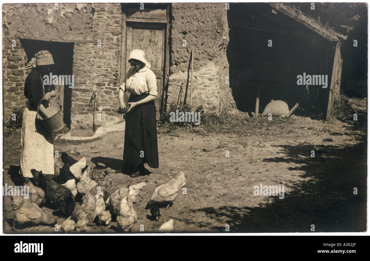 Feeding Poultry Stock Photo
