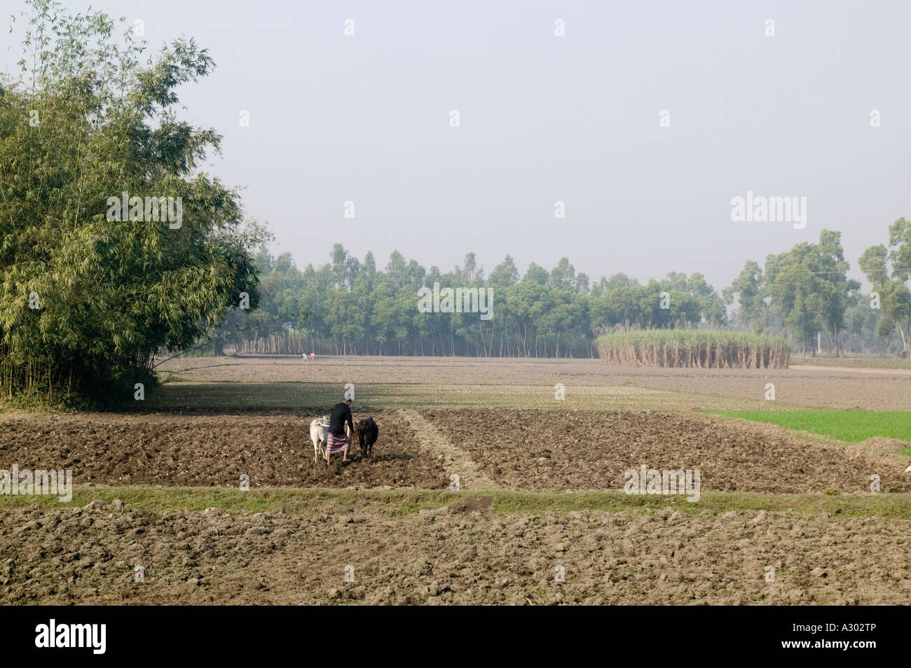 Animals of bangladesh hi-res stock photography and images - Alamy