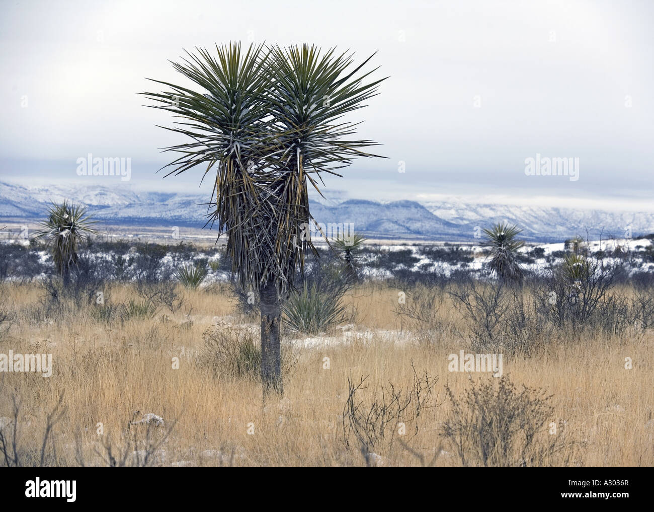 Winter landscape with Yucca cactus in the Texas part of the Chihuhuan Desert near Marathon Stock Photo