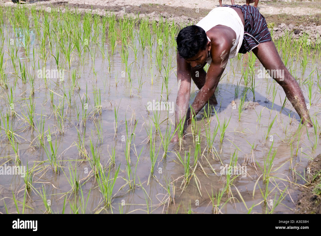 A man working in a rice field in Bangladesh Stock Photo - Alamy