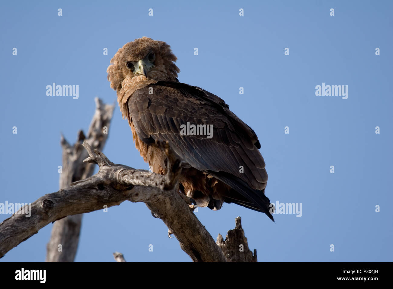 Banded snake eagle hi-res stock photography and images - Alamy