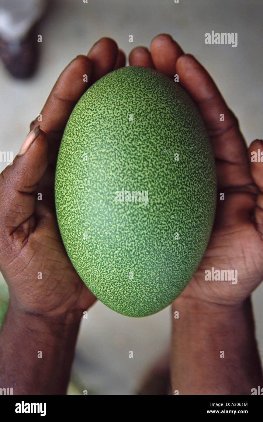 Get Cassowary Bird Egg Images