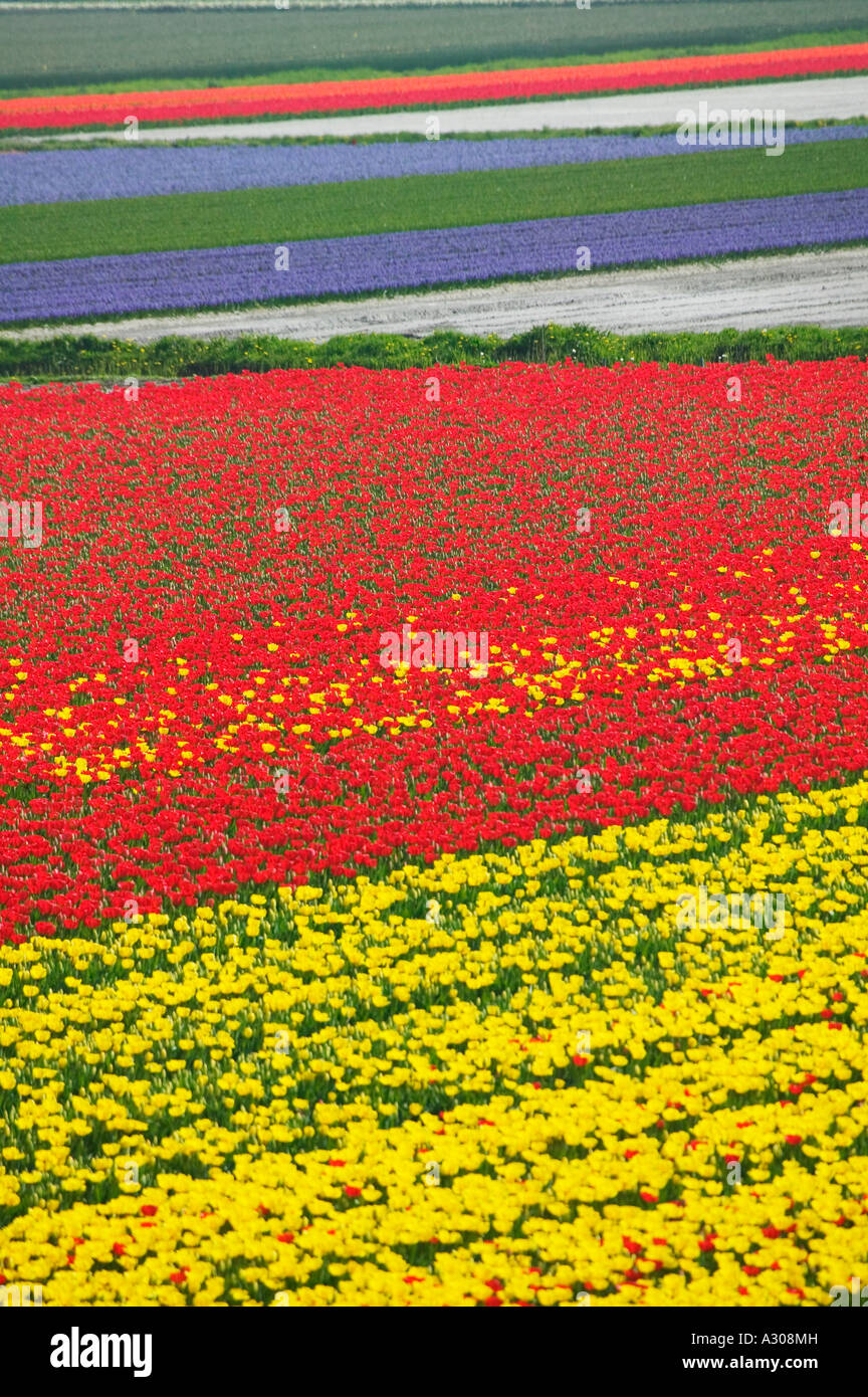 Tulips in Keukenhof Gardens Amsterdam Netherlands Stock Photo - Alamy