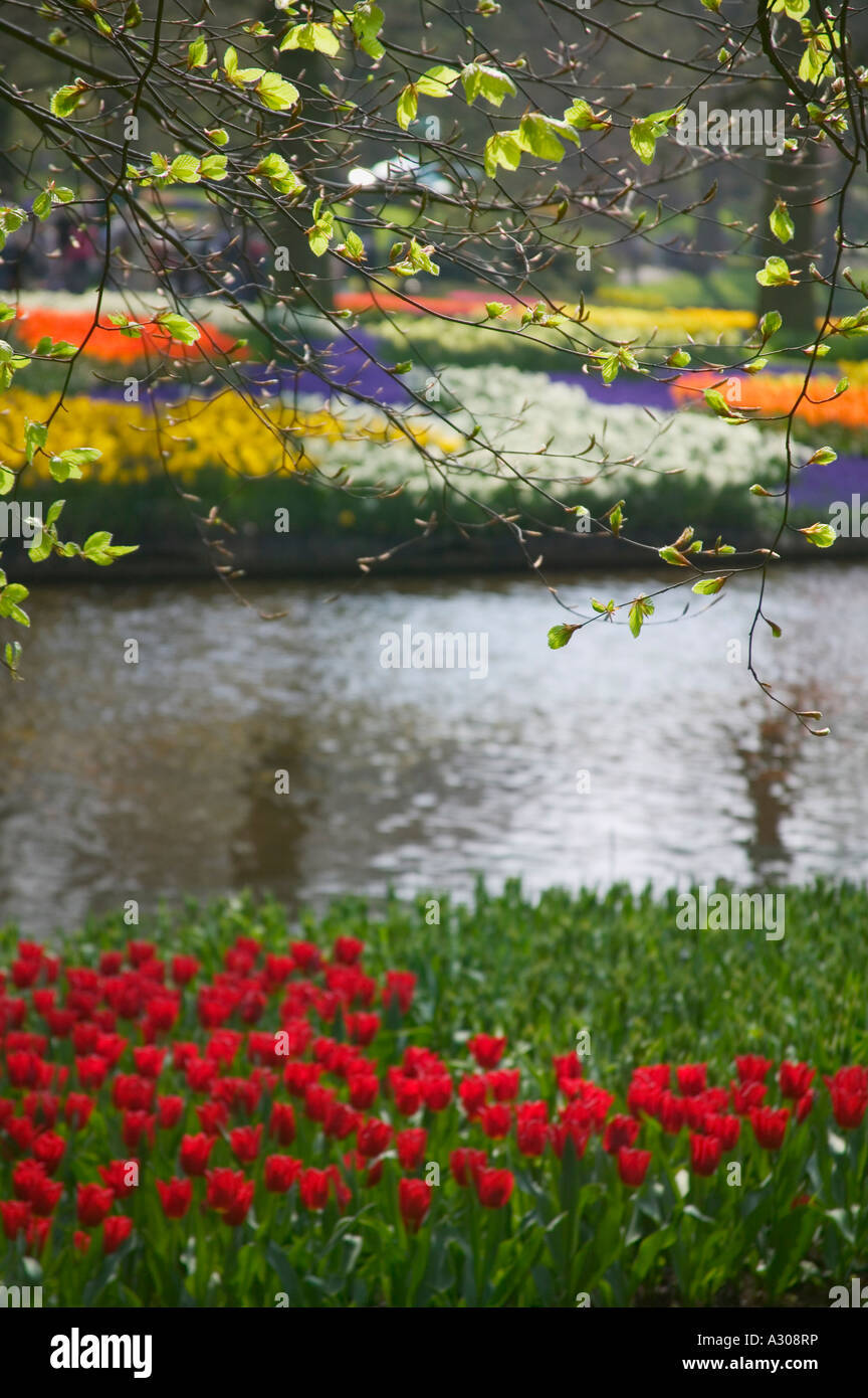 Tulips in Keukenhof Gardens Amsterdam Netherlands Stock Photo - Alamy