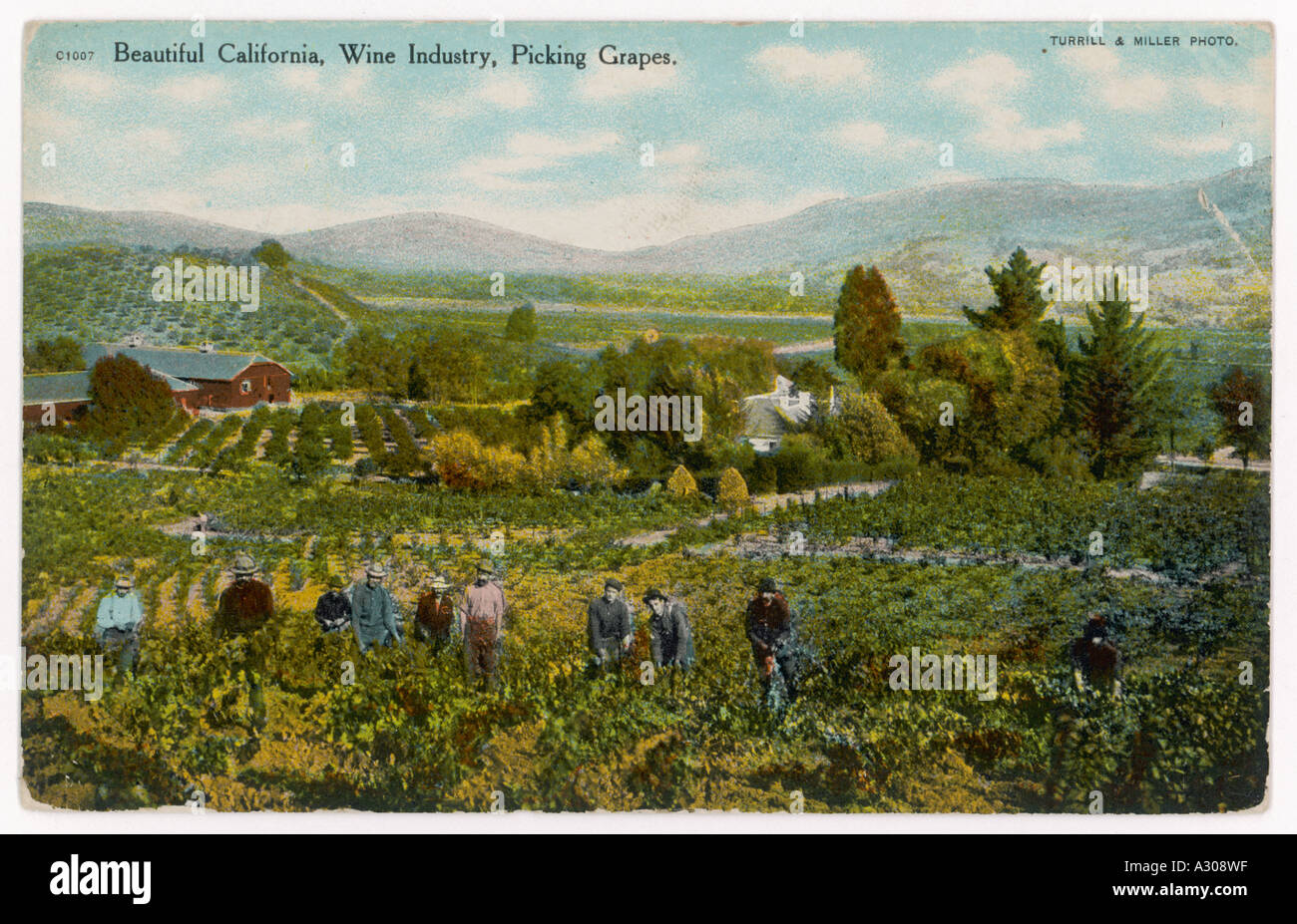 California Vineyard Stock Photo