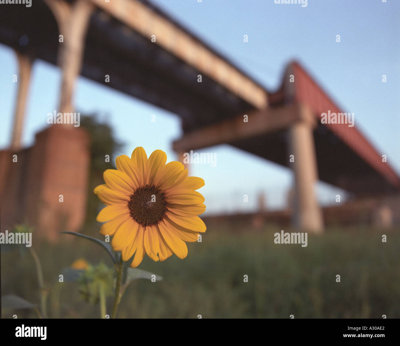 Field marigold flower with elevated CTA train tracks in background, shot in Chicago, Illinois. Stock Photo