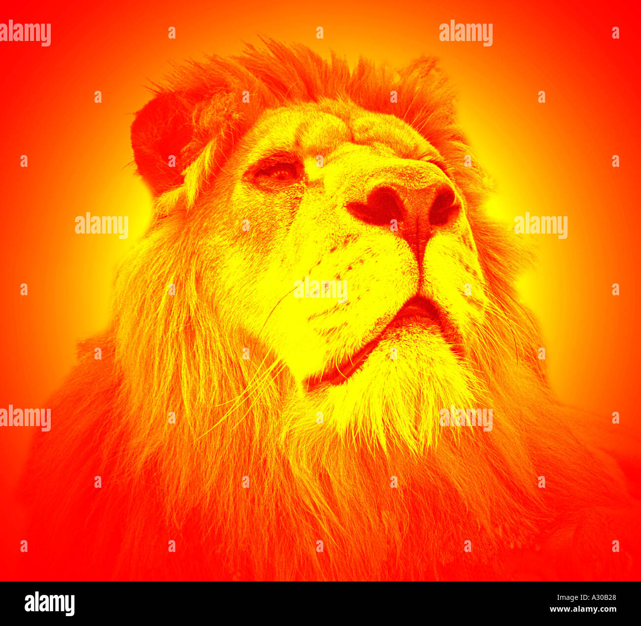 Lion strength hi-res stock photography and images - Alamy