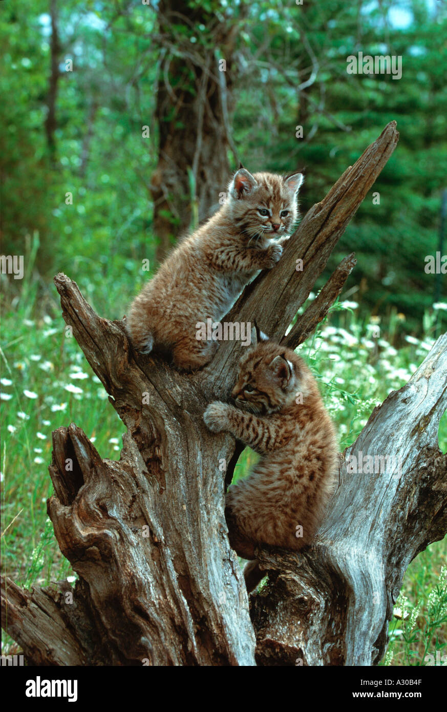 Captive bobcat kittens climb tree stump in Montana Stock Photo Alamy