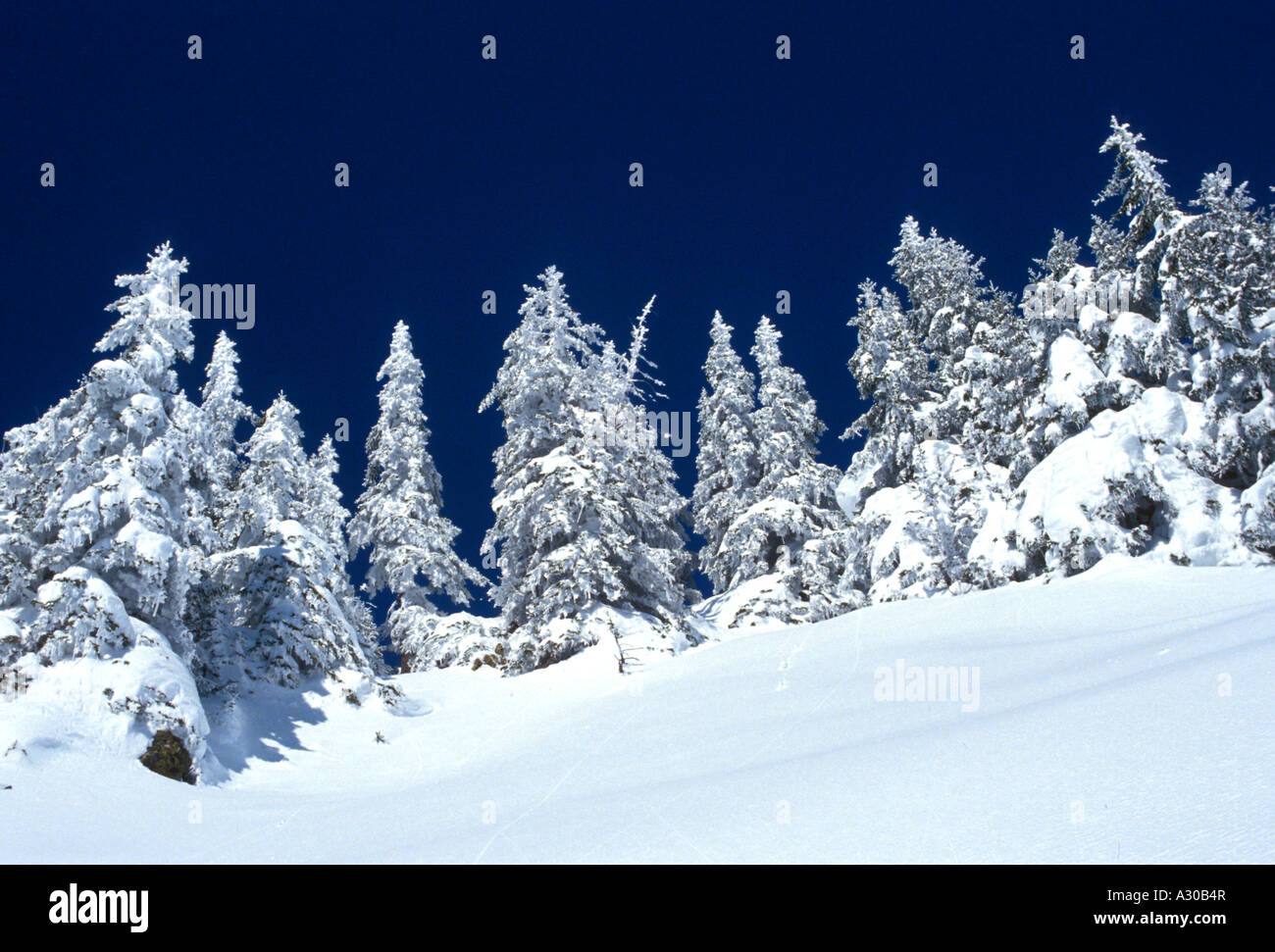 Trees weighed down after a heavy snow fall in France Stock Photo