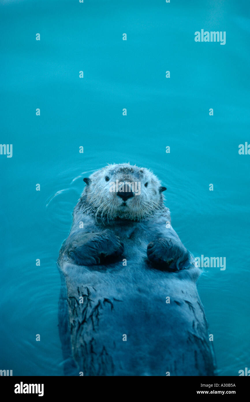 Sea Otter in Prince William Sound Alaska Stock Photo - Alamy