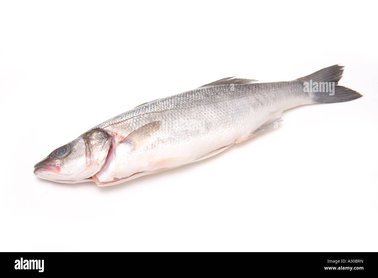 Sea bass whole isolated on a white studio background. Stock Photo