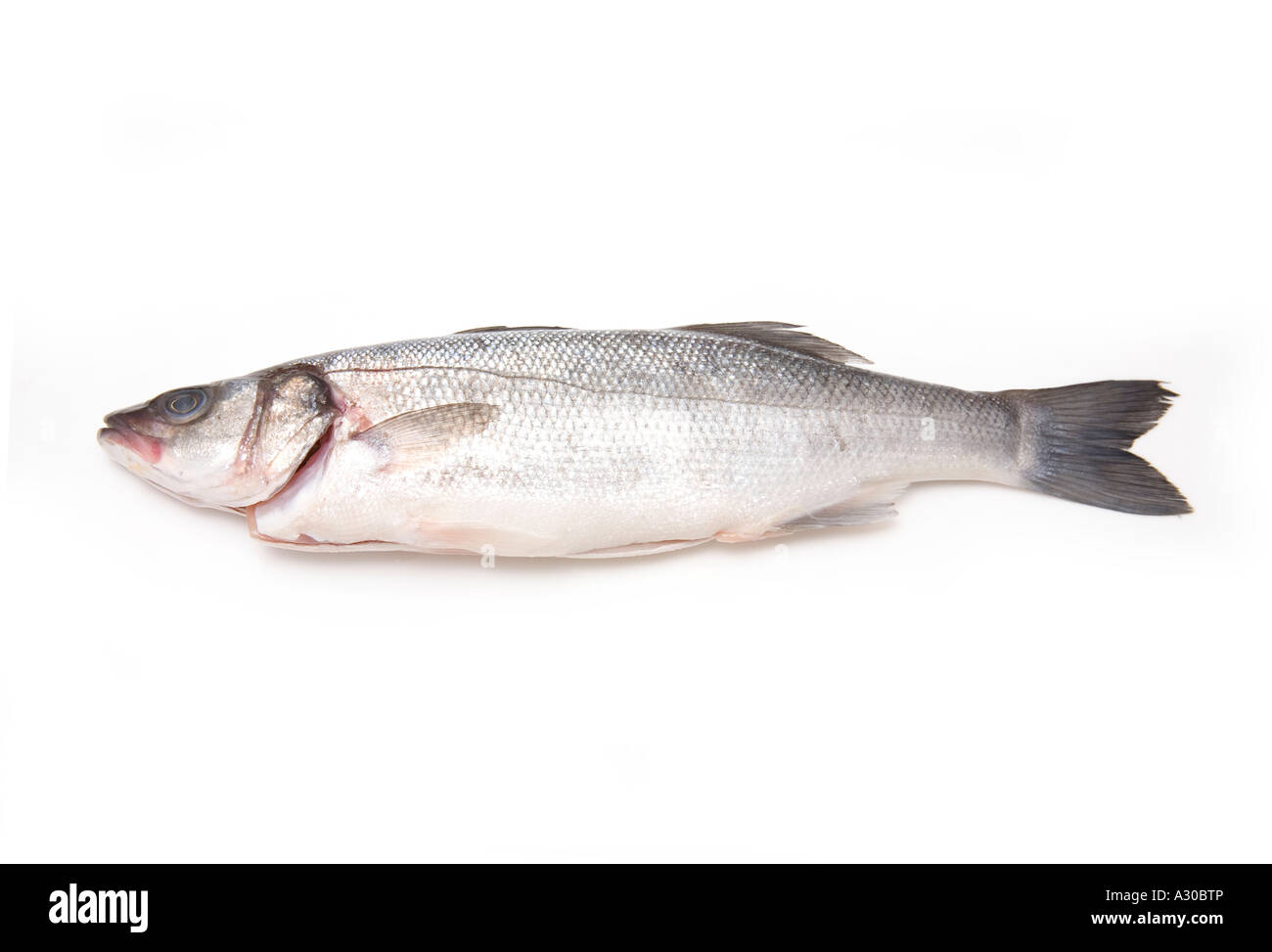 Sea bass whole isolated on a white studio background. Stock Photo