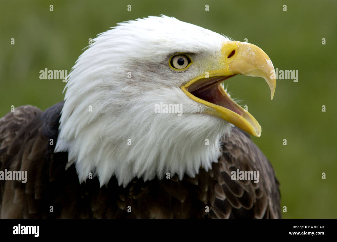 North American Bald Eagle Stock Photo - Alamy