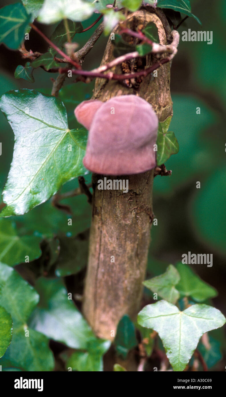 Jews ear Auricula auricularia judea fungi Stock Photo