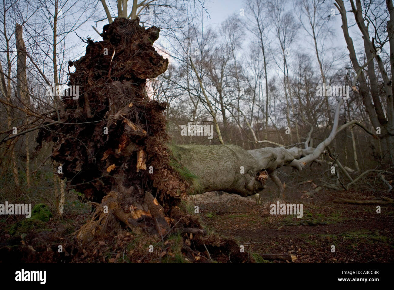 Uprooted tree following severe storm in Epping Forest Stock Photo Alamy