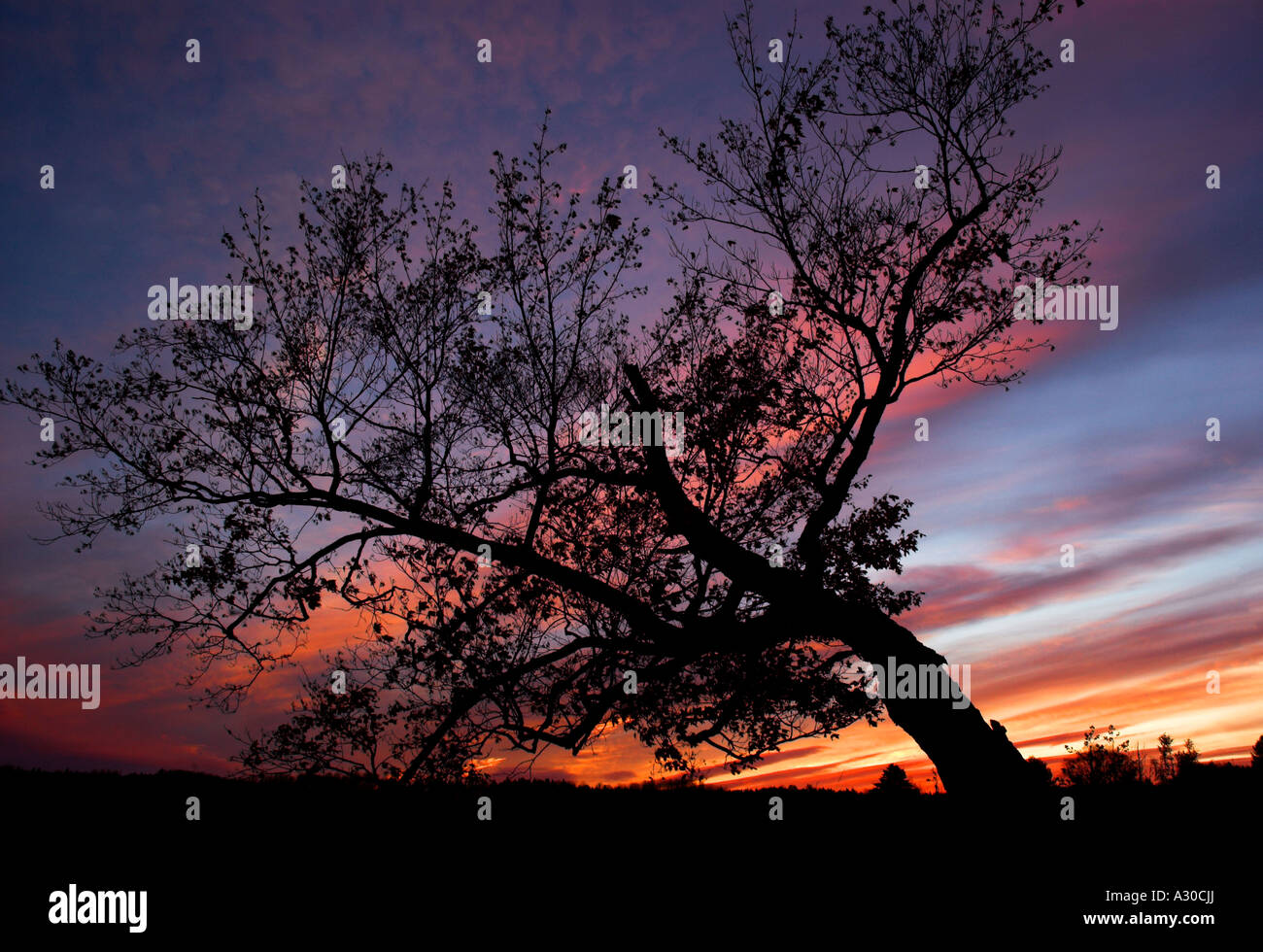 A windswept tree silhouetted against the sunset Stock Photo