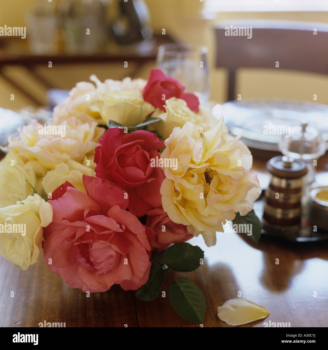 Cut pink and cream rose heads on wooden dining table Stock Photo