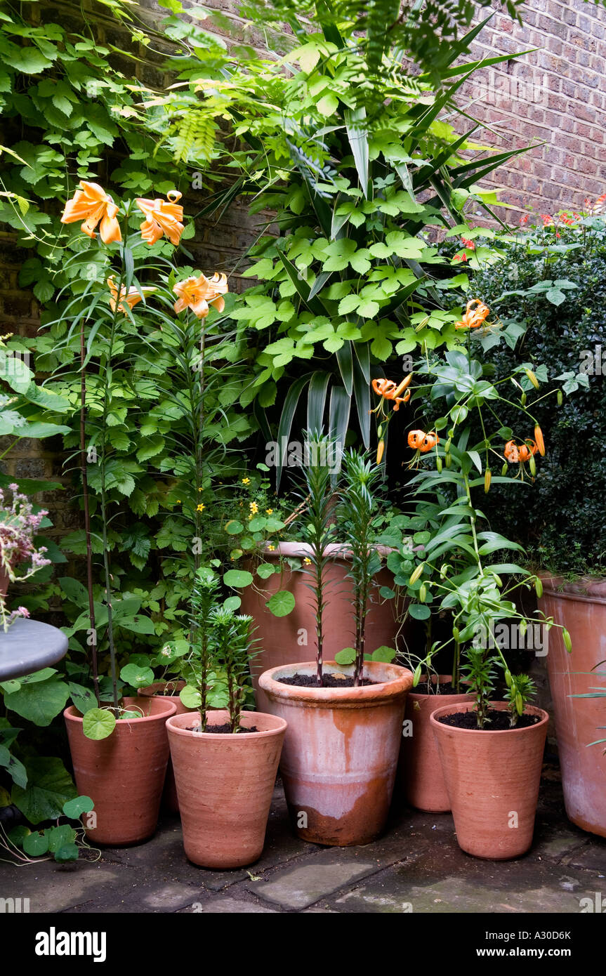 Pot plants in walled courtyard of early 19th century London house Stock  Photo - Alamy