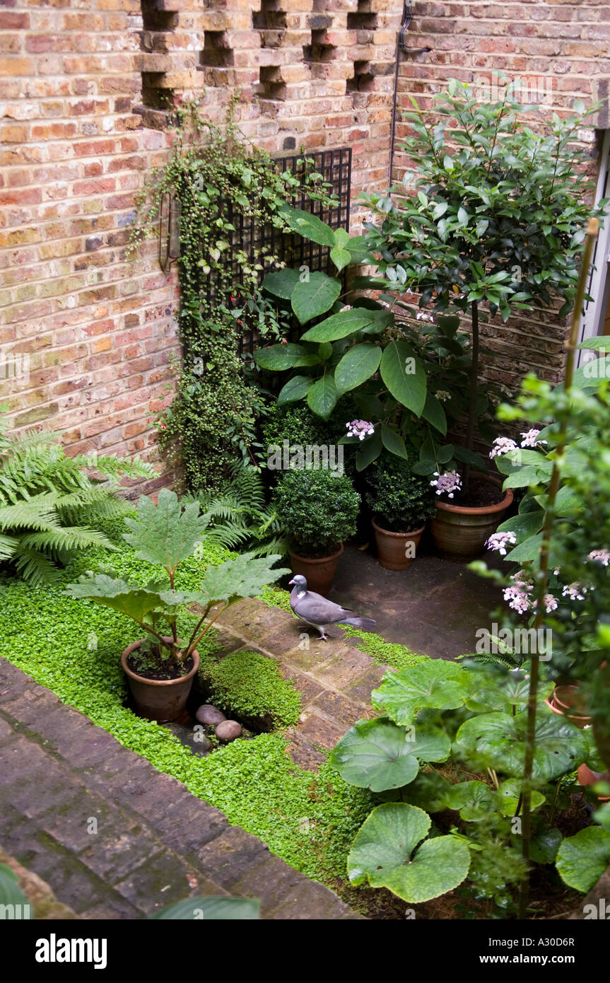Courtyard and walled garden of early 19th century London house with hostas and boxwood Stock Photo