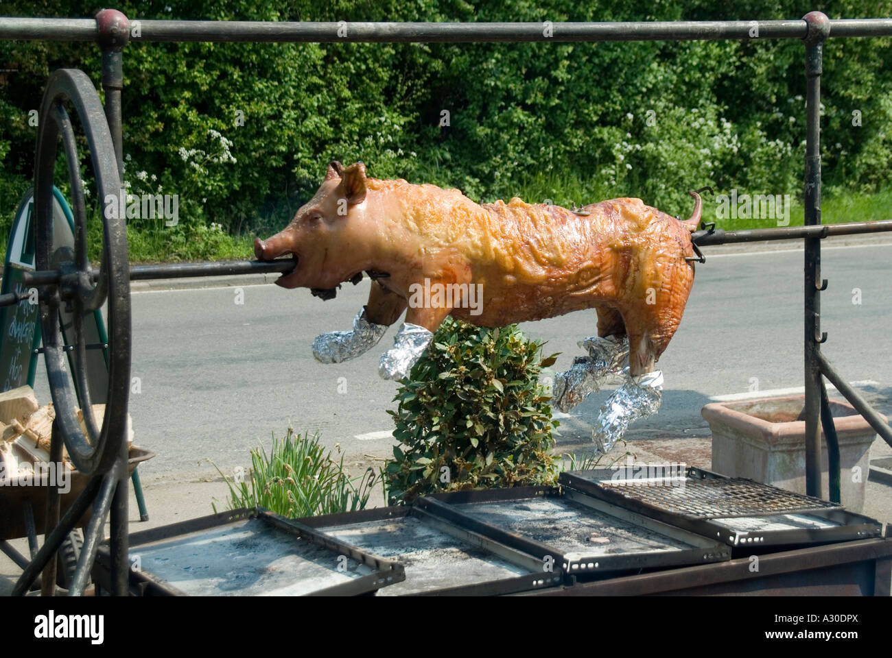 Pig carcass being roasted on traditional outdoor rotating spit in roadside forecourt at rural inn pub to be served as roast pork Essex England UK Stock Photo