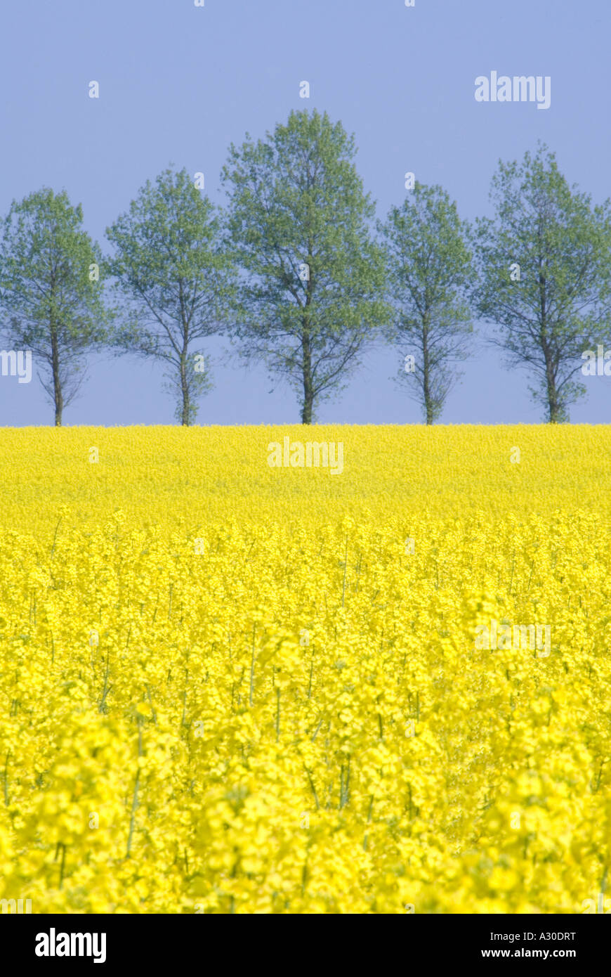 Oil seed rape crop in bloom with line of trees on horizon Stock Photo ...