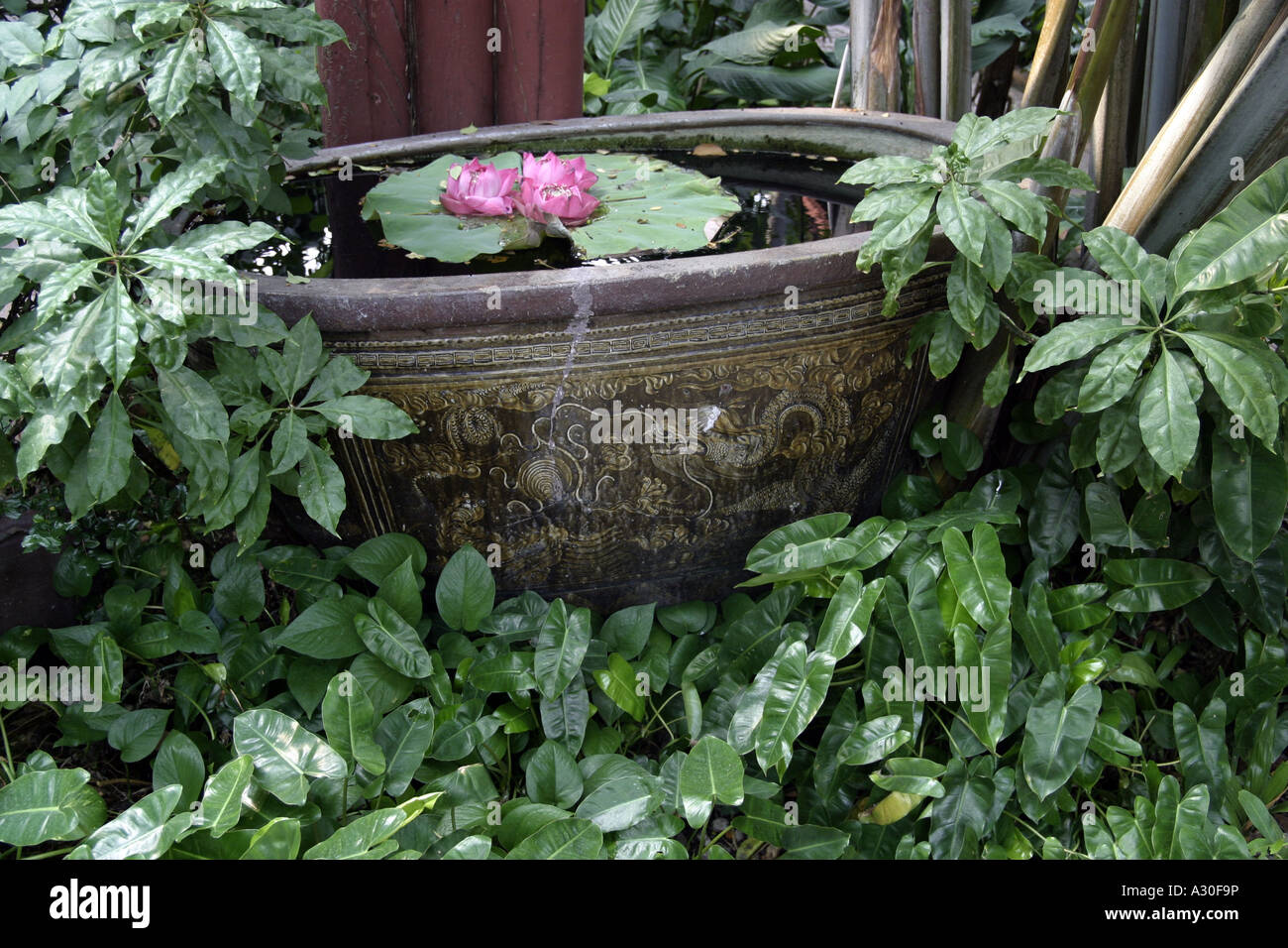 Fish plant bowl hi-res stock photography and images - Alamy