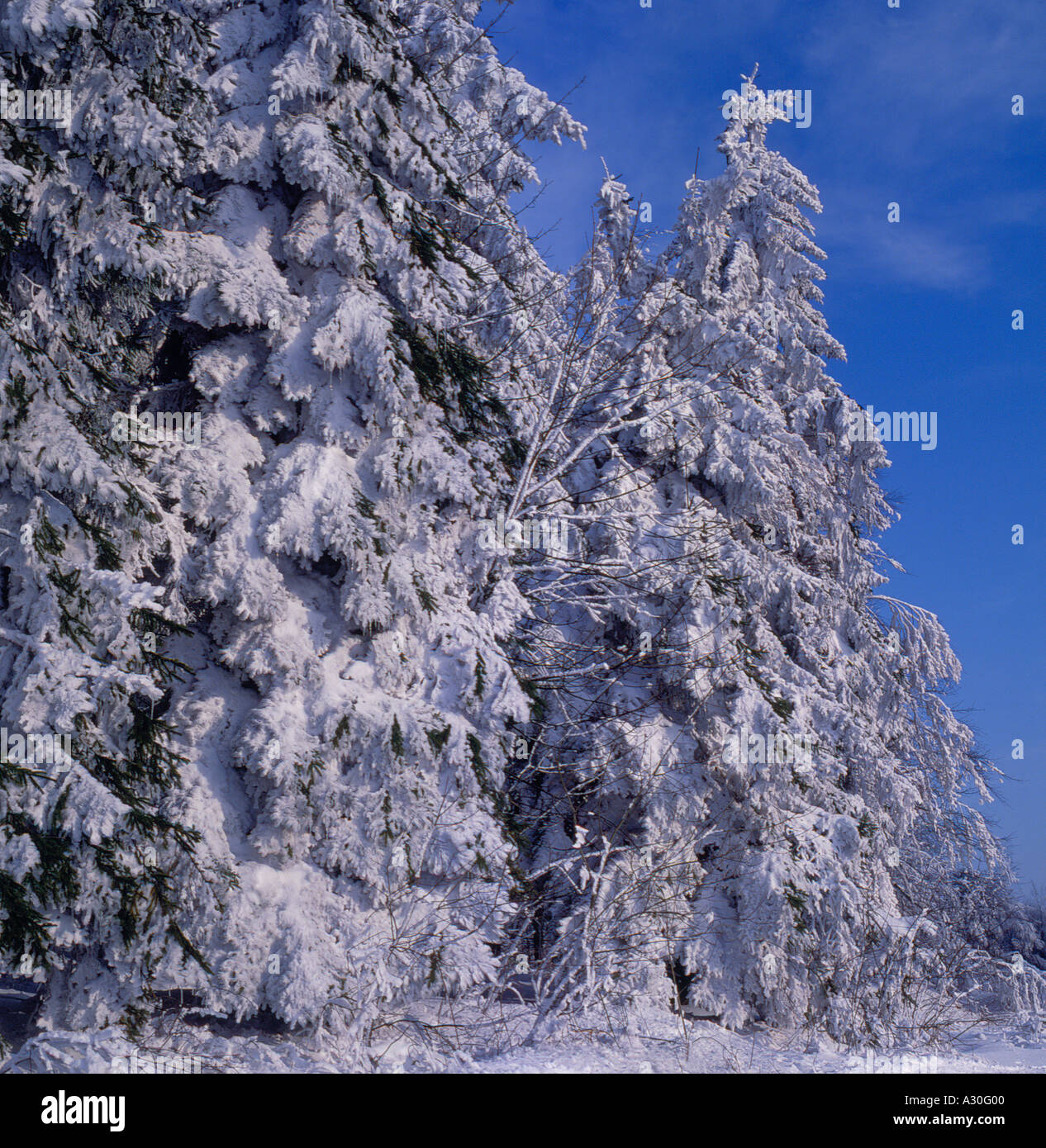 Bavarian Forest in winter Bavaria Germany Europe. Photo by Willy Matheisl Stock Photo