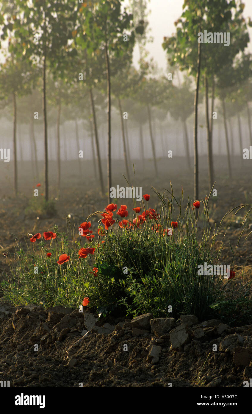 Tuscan countryside with poppies hi-res stock photography and images - Alamy