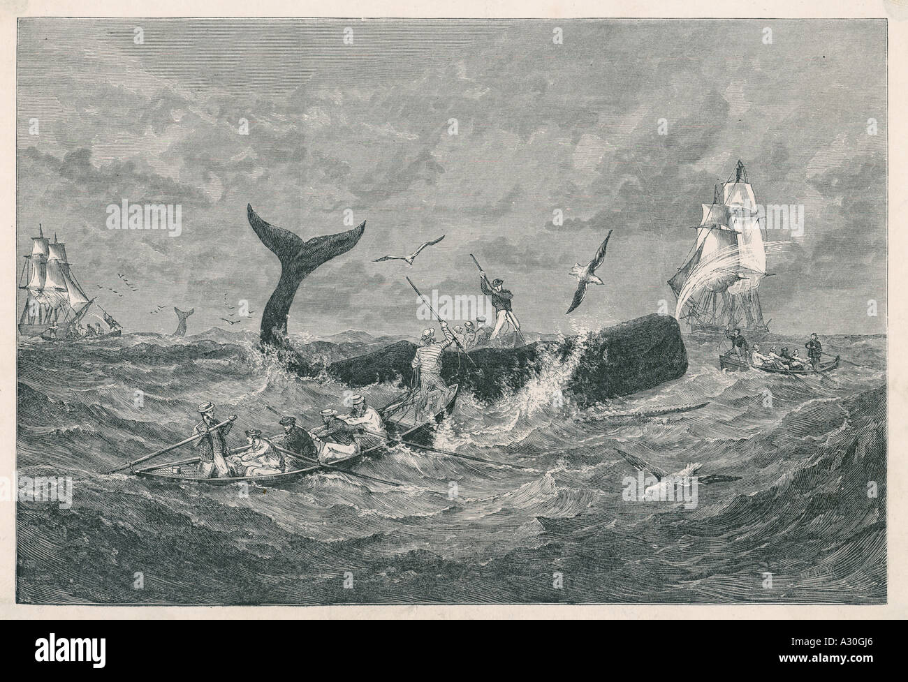 History of the sperm whale hi-res stock photography and images - Alamy