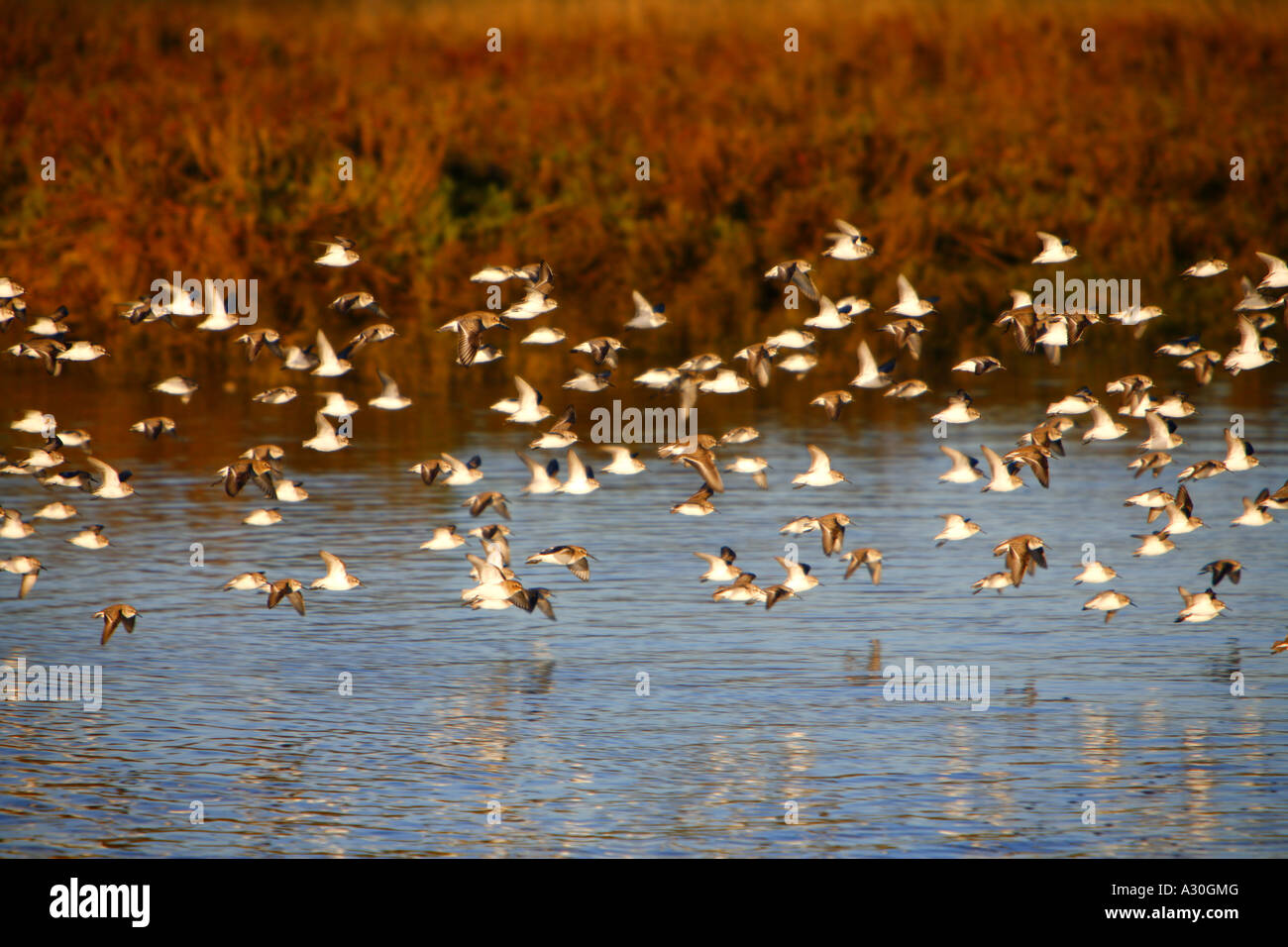 Migrating Birds In The Newport Back Bay Newport Beach Orange County California United States Stock Photo