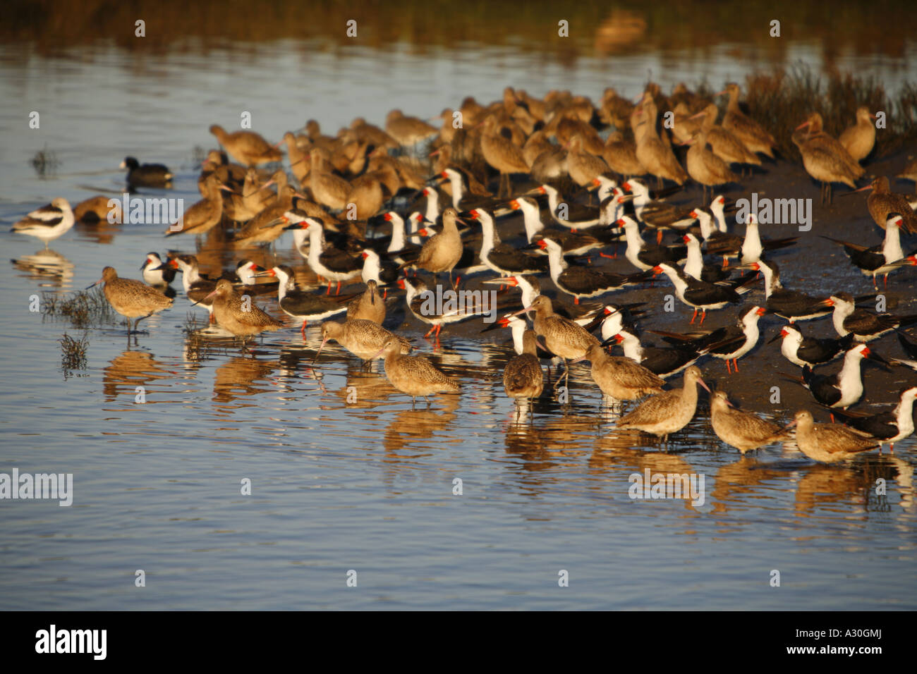 Migrating Birds In The Newport Back Bay Newport Beach Orange County California United States USA Stock Photo
