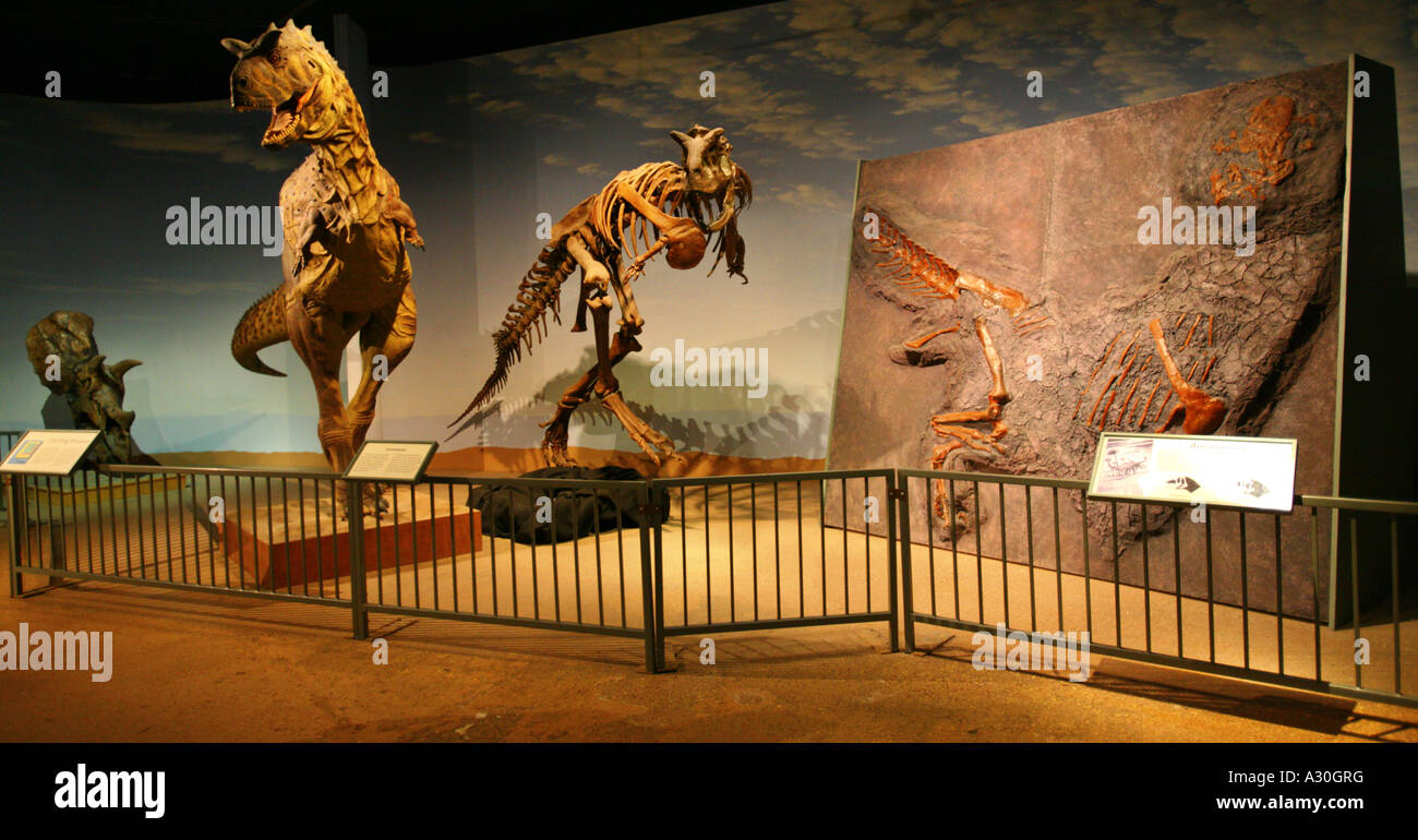 Carnotaurus Dinosaur Exibit In The Mesozoic Dinosaur Room Natural History Museum Exposition Park Los Angeles Los Angeles County Stock Photo