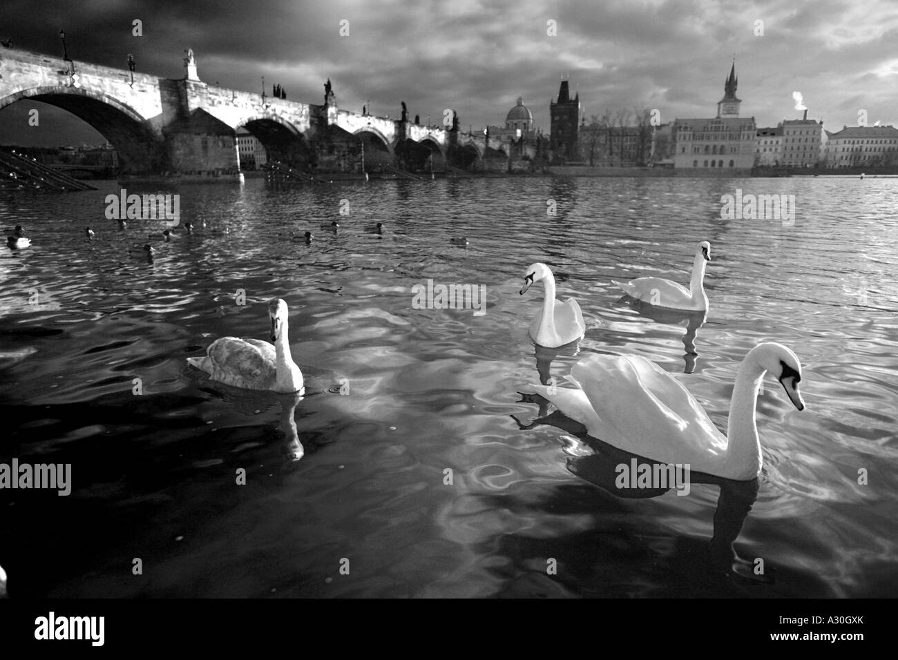 Black And White Swans On The Vltava River With The Charles Bridge Prague Czech Republic Europe Stock Photo