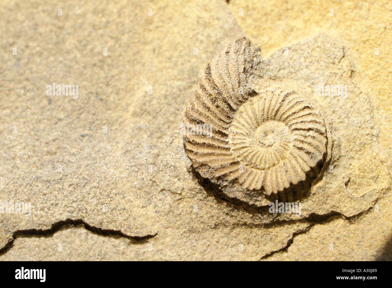 macro of single snail shaped fossil Stock Photo Alamy