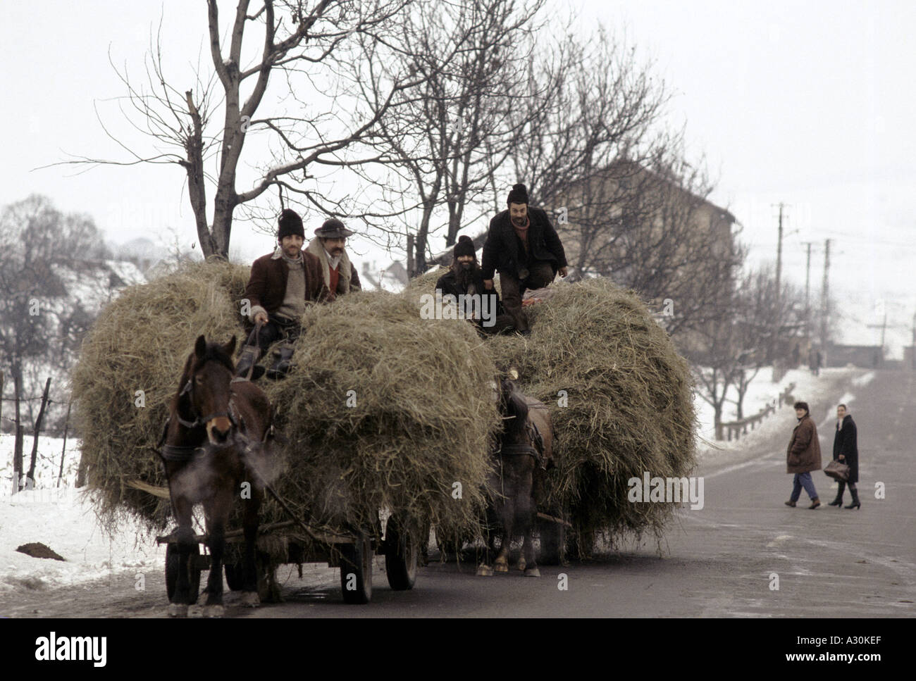 men driving riding on top of two hay loaded carts nr copsa mica transylvania Stock Photo