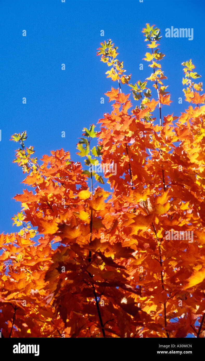 Bright red maple leaves against a clear blue sky at autumn in Quebec ...
