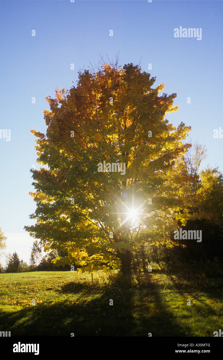 The sun shining through the leaves of a bright yellow maple in Autumn ...