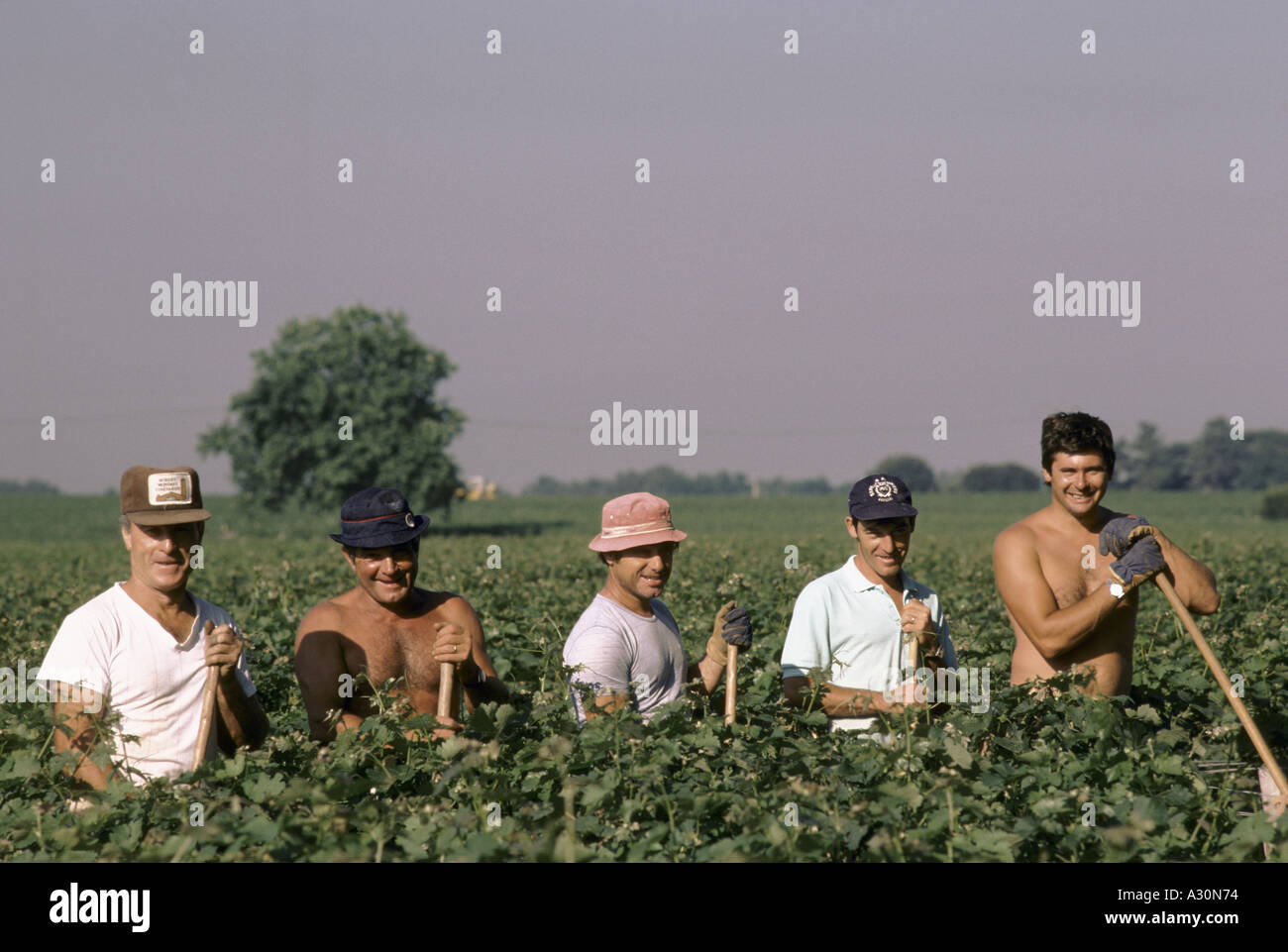 men working at chateau mouton the rothschild wine estate near bordeaux Stock Photo