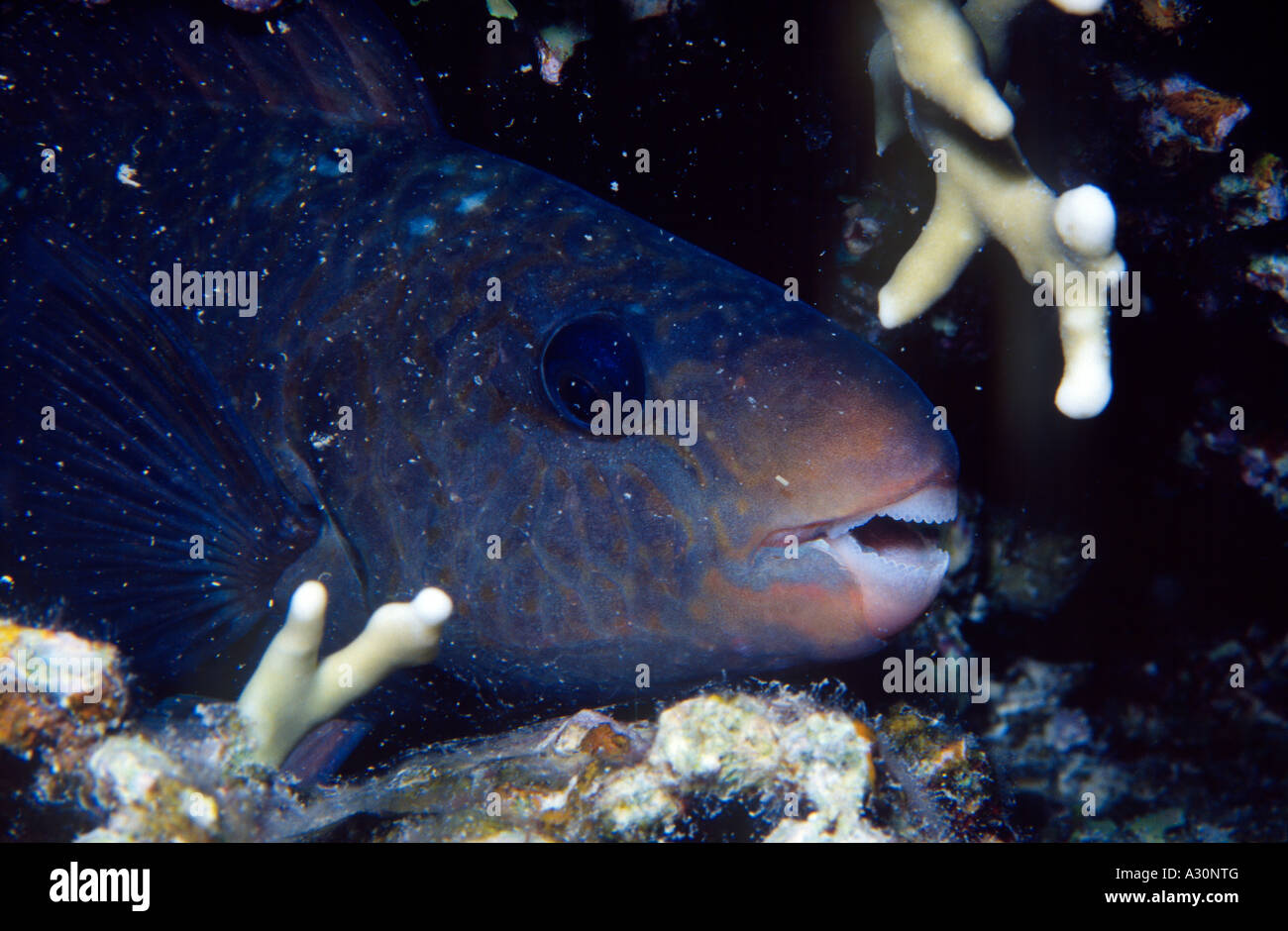 Sleeping Parrotfish Brother Islands Red Sea Egypt Stock Photo