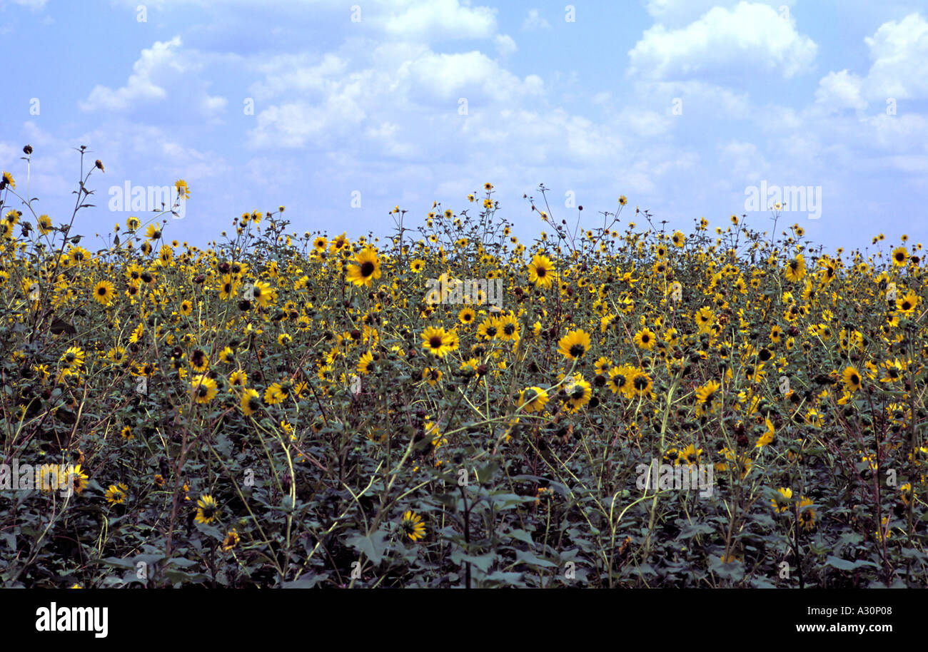 Field of west Texas sunflowers near Castroville Texas Stock Photo