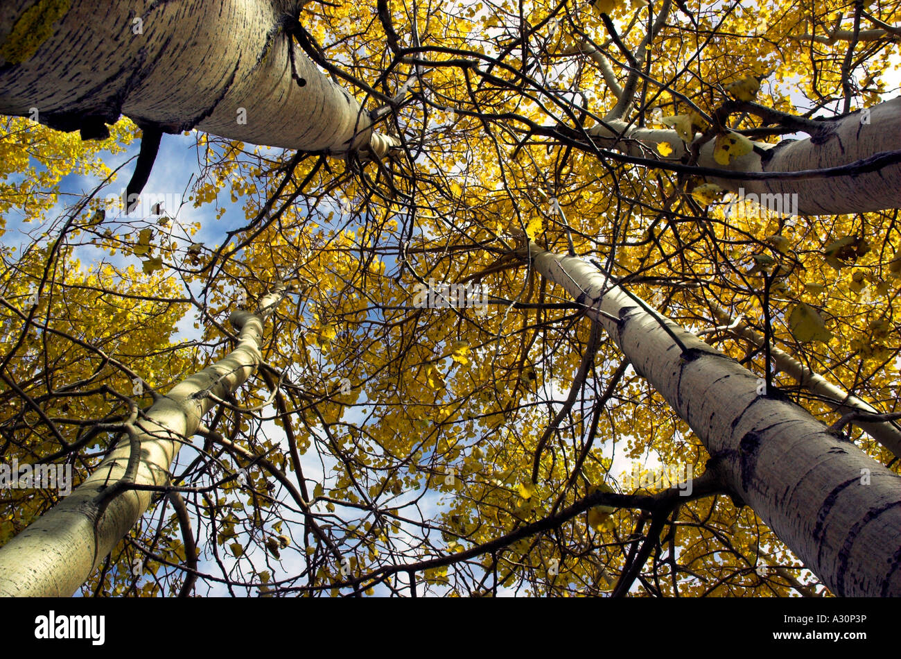 Looking up at autumn trees Stock Photo