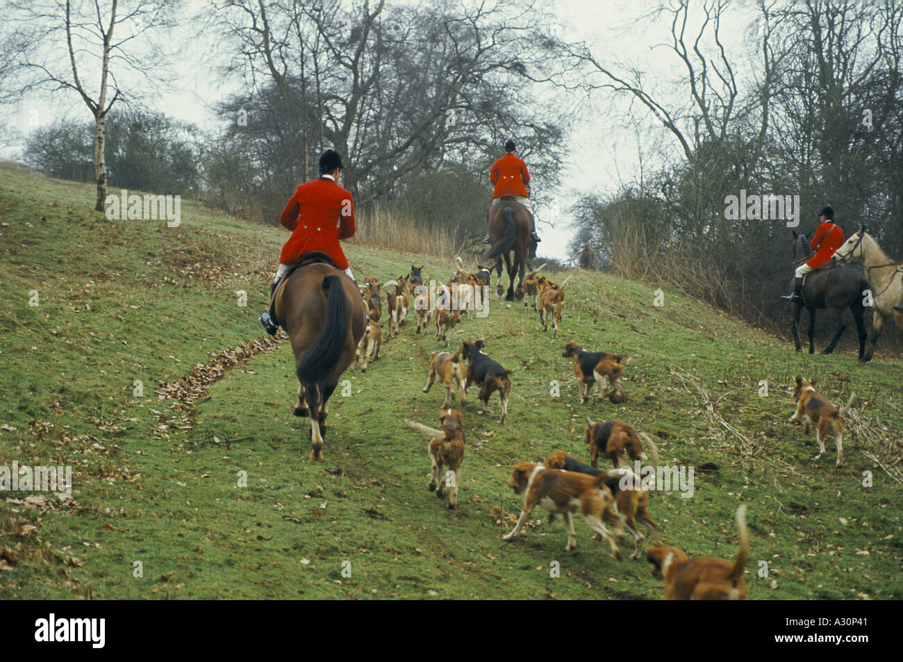 riders in red jackets and mounted on horseback ride over grass with a