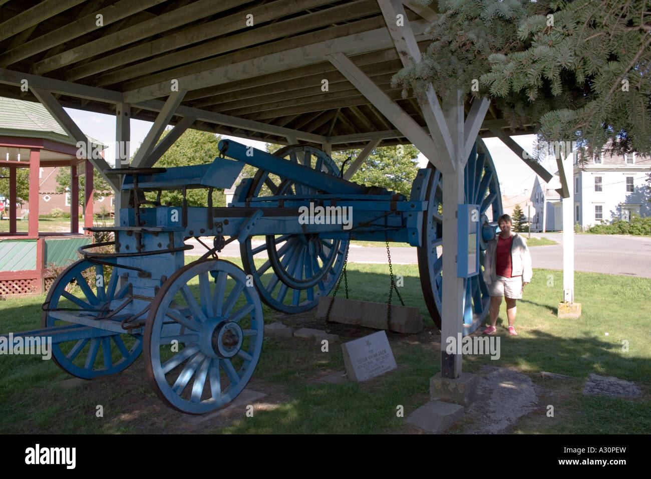 Galamander on display Stock Photo Alamy