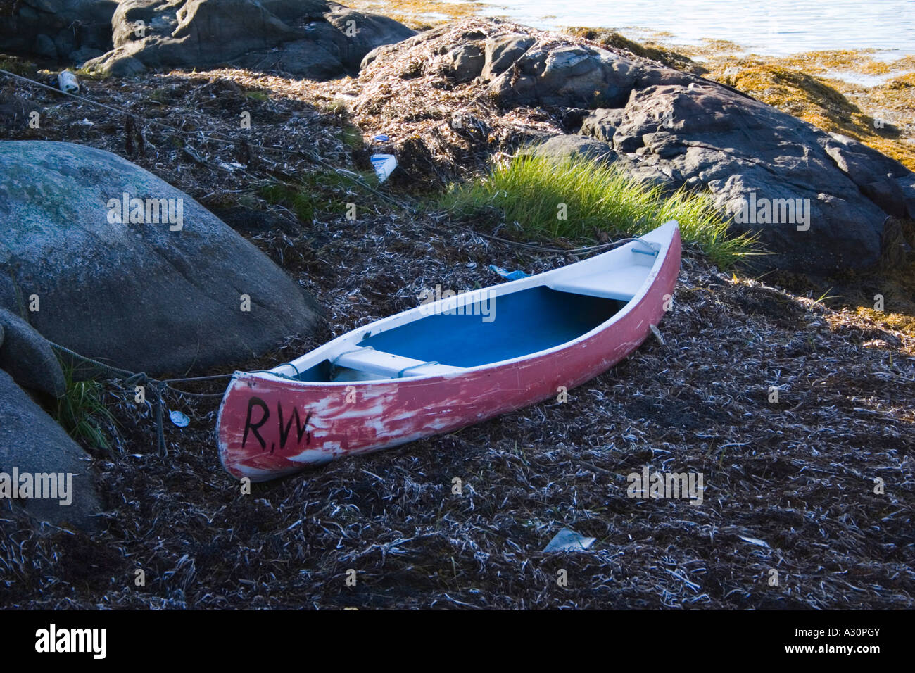 Rock weed rockweed seaweed eel grass hires stock photography and